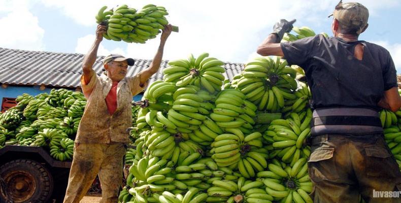 La provincia cubana Ciego de Ávila consolida la producción de plátanos para consumo en el país y la exportación.Foto:Invasor.