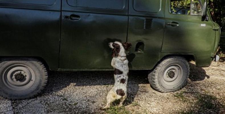 Cuba prepara un escuadrón de perros para detectar dinero.Foto:AFP.