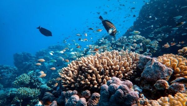 State of the Reef Address 2023: Urgent Need for Action to Protect Coral  Reefs - Coral Reef Alliance